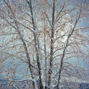 Cottonwood & Winter Storm, New Mexico