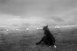 Pantomine Horse