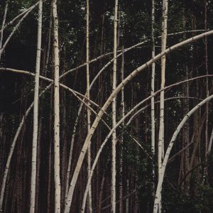 Paper Birch Caper, Alaska