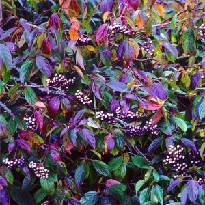 Purple and Green Kinnikinnik