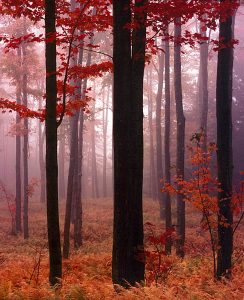 Forest and Ferns III, Vermont