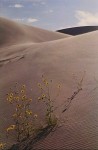 Sunflower & Sand Dune, Colorado