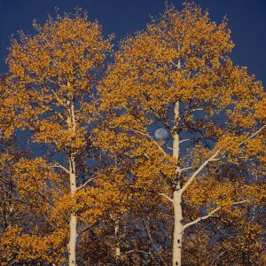Sunrise Aspen & Moon, CO