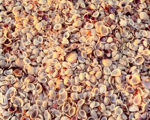 Sanibel Shells, Florida