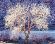 Sunlight, Cottonwood and Colorado River, Utah