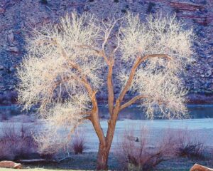 Sunlight, Cottonwood and Colorado River, Utah