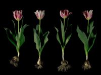 Silver Standard Broken Tulips