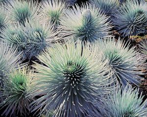 Silverswords and Sunlight, Hawaii