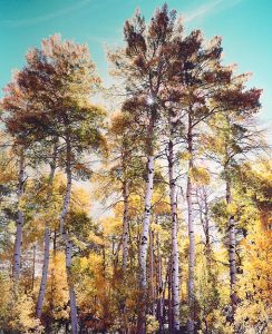 Sunlit Towering Aspens, CO