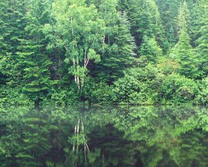 Tranquil Forest, Maine
