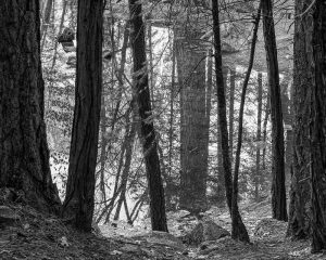 Mirror Lake Reflection, Yosemite National Park