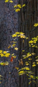Yellow Maples, Cedar and Pine, Yosemite National Park