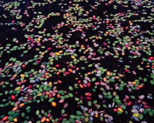 Waterlily Gala, Florida