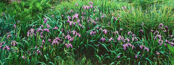 Wild Lavender Iris, Connecticut