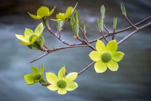 Dogwood Blossom, Merced River, Yosemite National Park